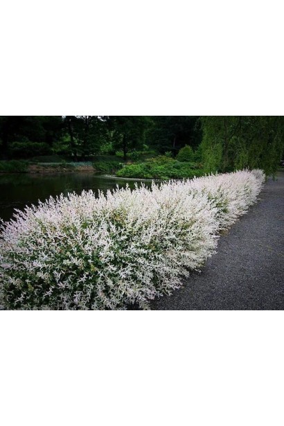 Ива цельнолистая Хакуро-Нишики